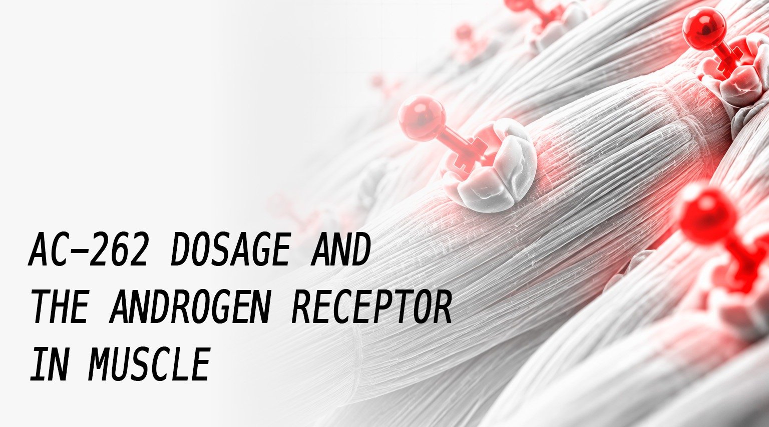 AC-262 dosage and the androgen receptor in muscle