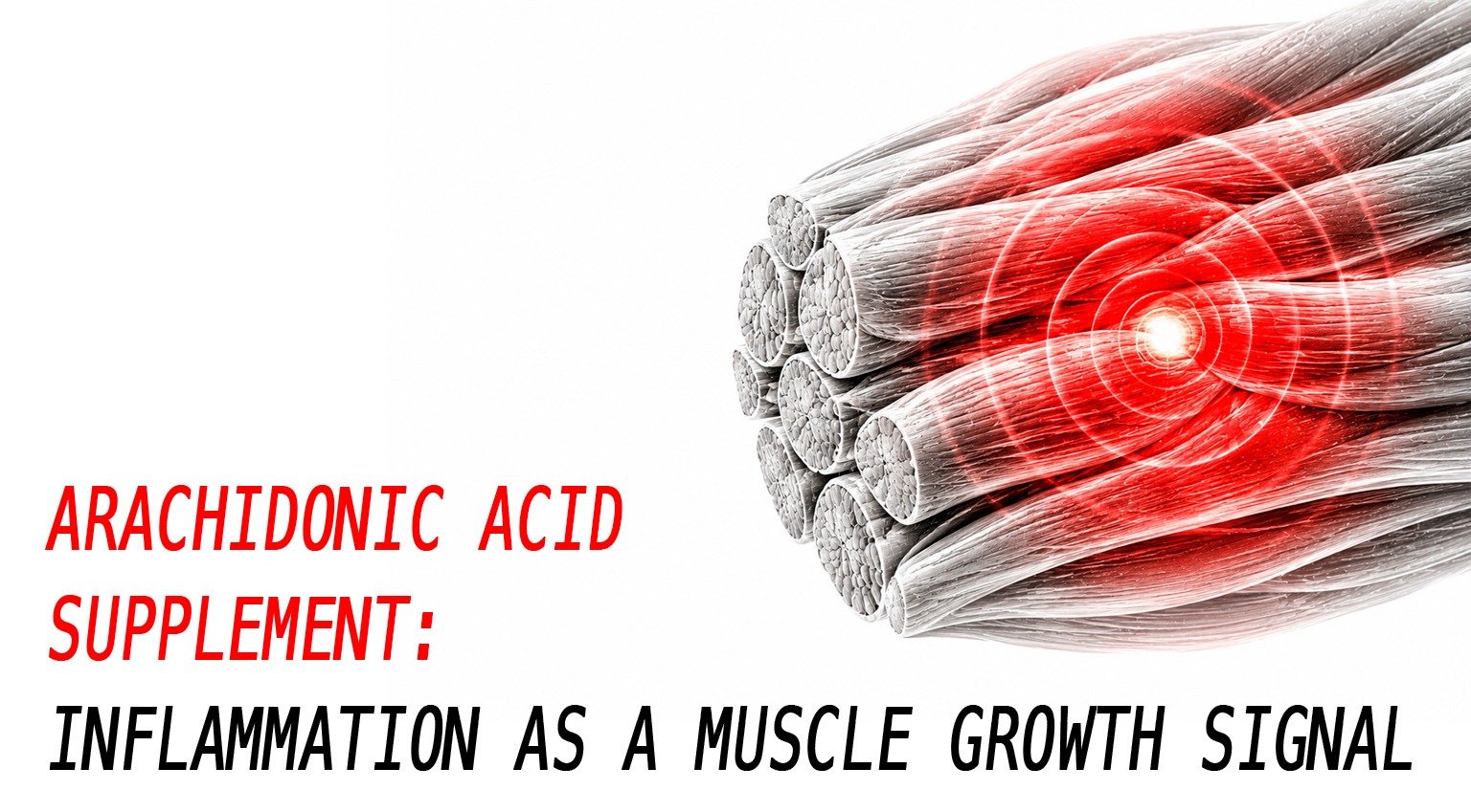 Arachidonic acid supplement: inflammation as a muscle growth signal